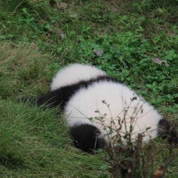 a panda cub laying face down in the grass. it is splayed out and seems to be very comfortable.