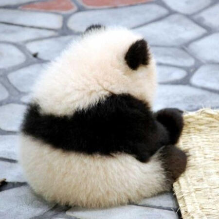 a panda cub looking away from the viewer. it is sitting on cobblestone near a bamboo mat. it is hunched up, as if angry.