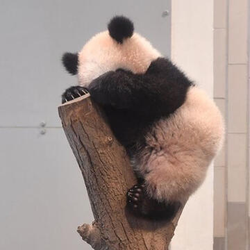 a panda cub relaxing on a branch. it is hiding in its paws and clutching the tree like giving a hug.