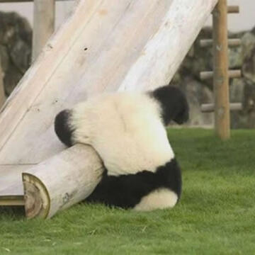 a panda cub upside down near the bottom of a slide. it seems that it has fallen off the slide or has tumbled down.